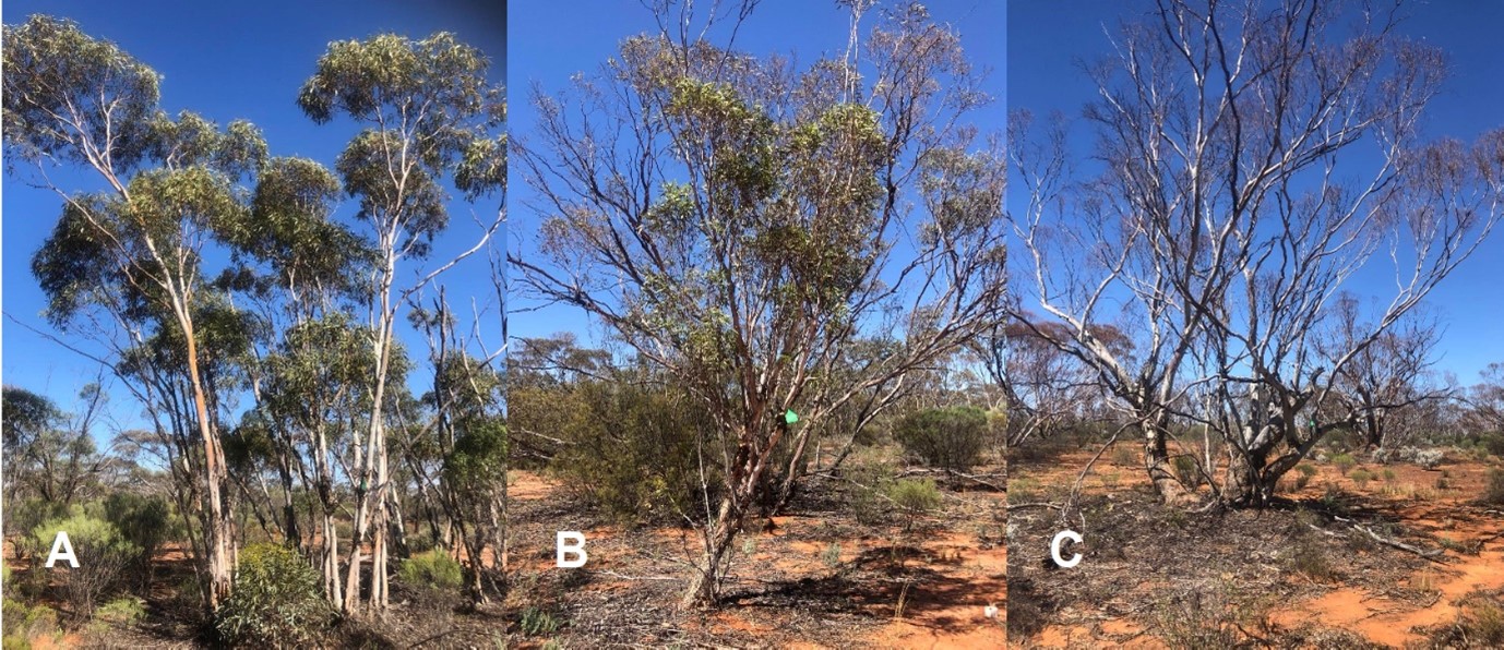 Looper Damaged Mallee